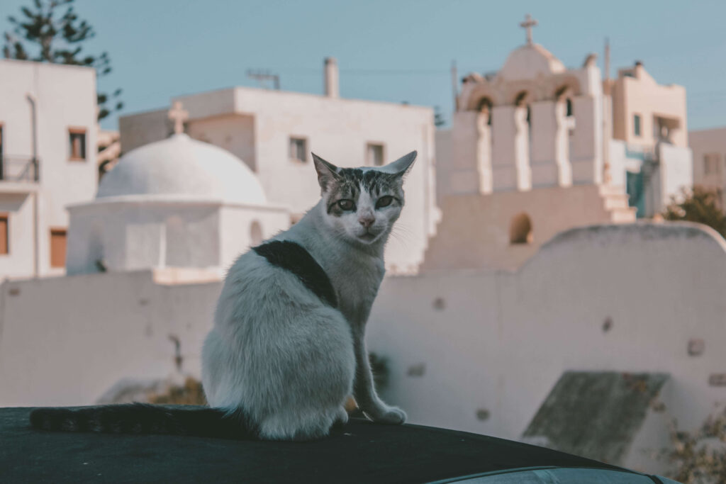 Γάτα σε παρεκκλήσι της Χώρας στη Νάξο - Grecontrek